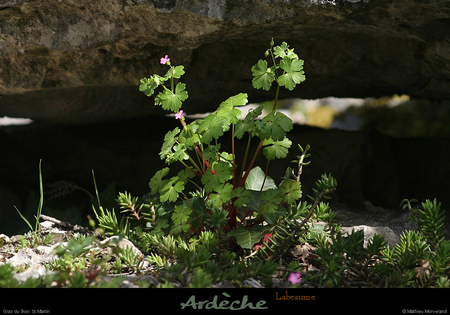 20130416_labeaume_cornicheboisstmartin_fleur1