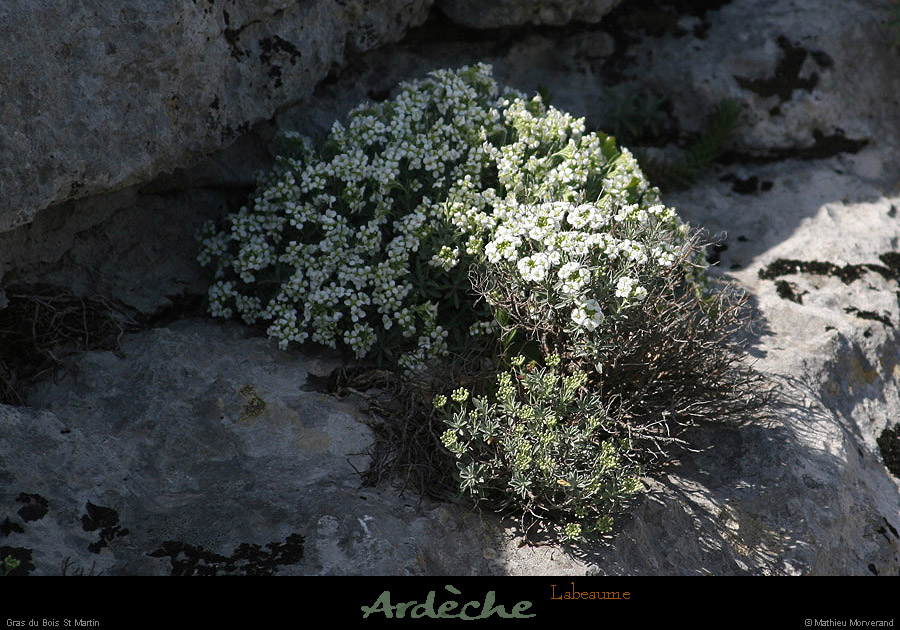 20130416_labeaume_cornicheboisstmartin_fleur2