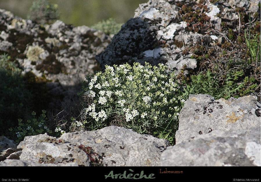 20130416_labeaume_cornicheboisstmartin_fleur3