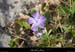 20070317_labeaume_grasdeboisstmartinfleur