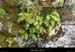 20130409_boisstmartin_polypodes