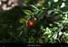 20130416_labeaume_boisstmartin_houx
