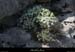 20130416_labeaume_cornicheboisstmartin_fleur2