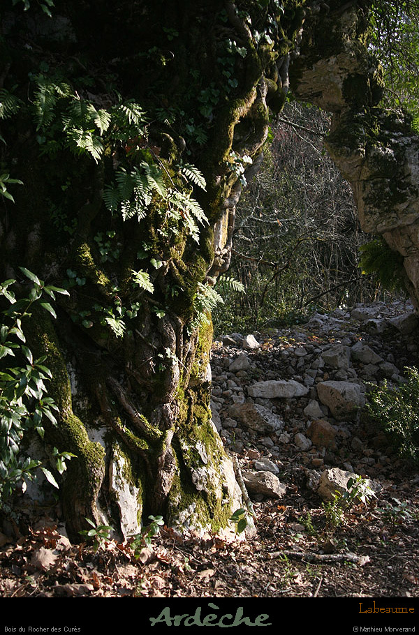 20130331_labeaume_boisdurocherdescures_arche3