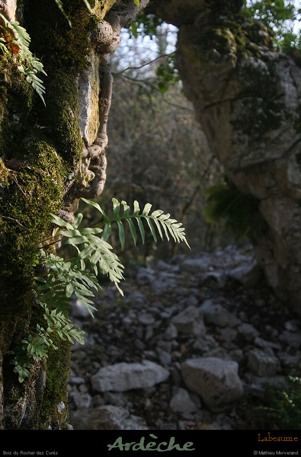 20130331_labeaume_boisdurocherdescures_arche4