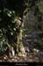 20130331_labeaume_boisdurocherdescures_arche3