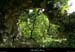 20130509_labeaume_boissschapias_arche