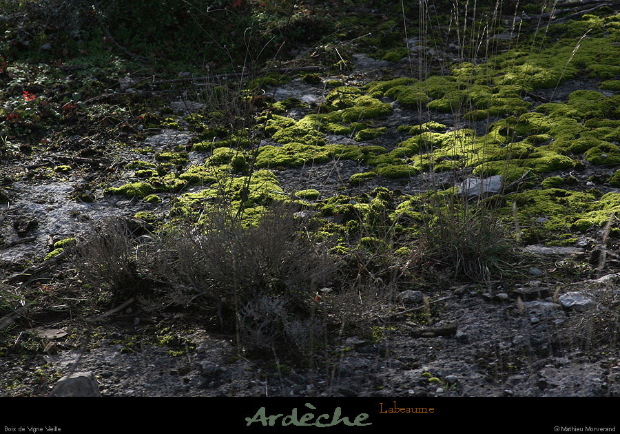 20121231_labeaume_boisdevignevieille1