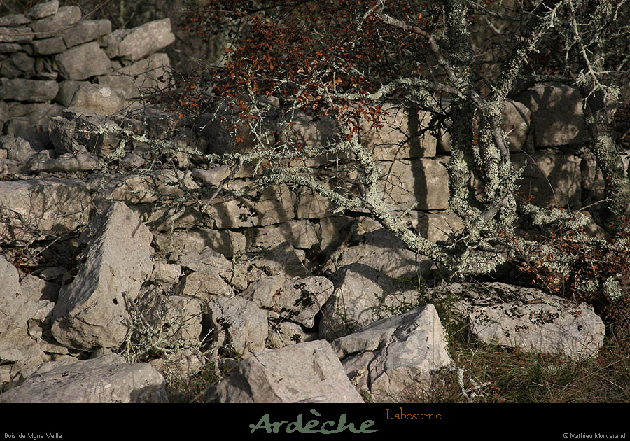 20121231_labeaume_boisdevignevieille4