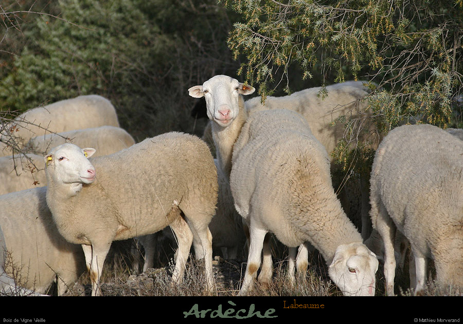 20121231_labeaume_vignevieille_moutons1