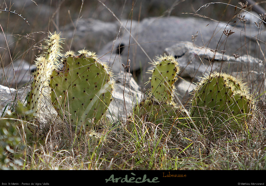 20130127_labeaume_boisstmartin_pentesdevignevieille1