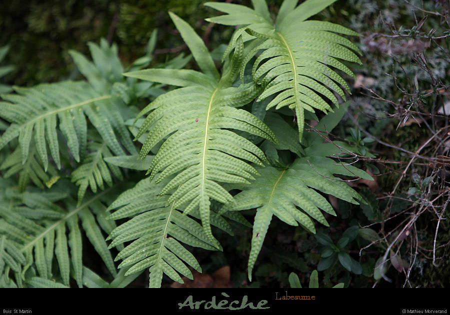 20130127_labeaume_boisstmartin_plantesdesgras2
