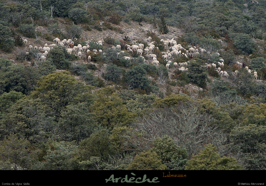20130127_labeaume_combedevignevieille_moutons