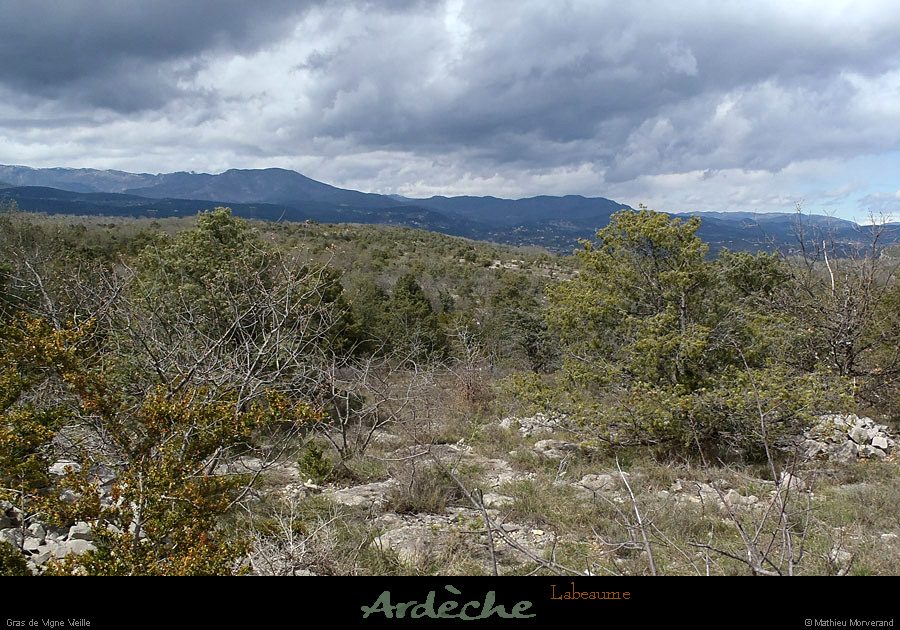 20130409_labeaume_grasdevignevieille1