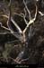 20121216_labeaume_vignevieille_arbremort