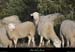 20121231_labeaume_vignevieille_moutons1
