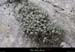 20130127_labeaume_boisstmartin_plantesdesgras1