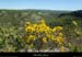 20130510_labeaume_cornichevignevieille1