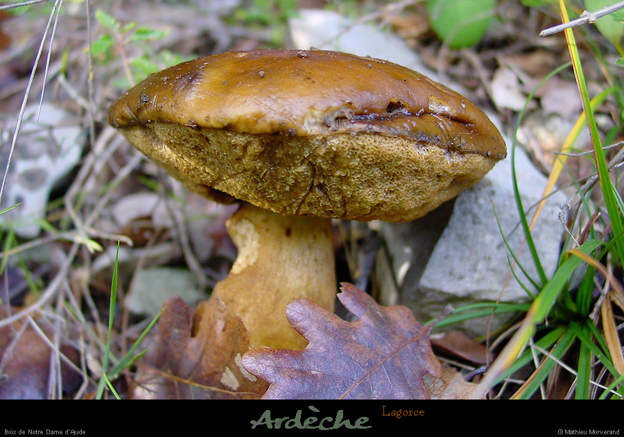 20021130_boisdenddajude_champignon