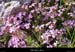 20010428_boisderonze_fleurs_1