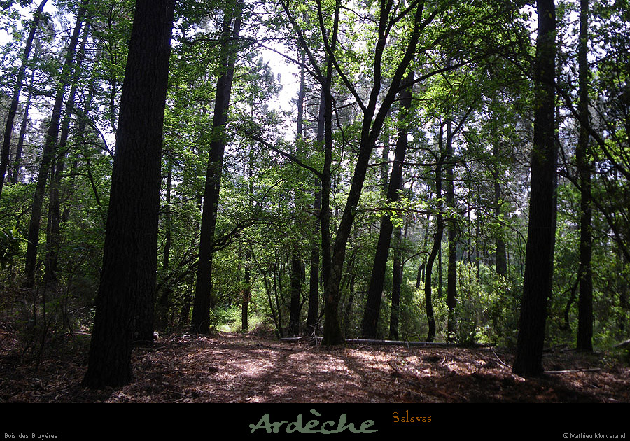 20100528_salavas_boisdesbruyeres1