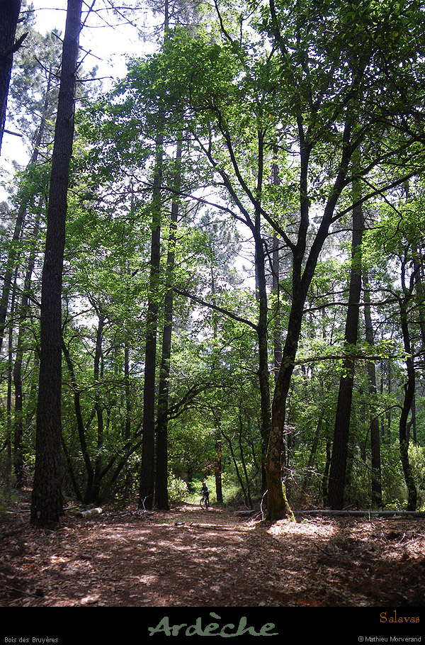 20100528_salavas_boisdesbruyeres4