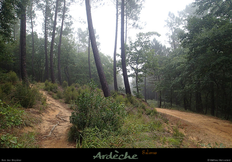 20141005_salavas_boisdesbruyeres