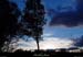 20030302_boisdesegaux_arbre
