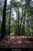 20100528_salavas_boisdesbruyeres2