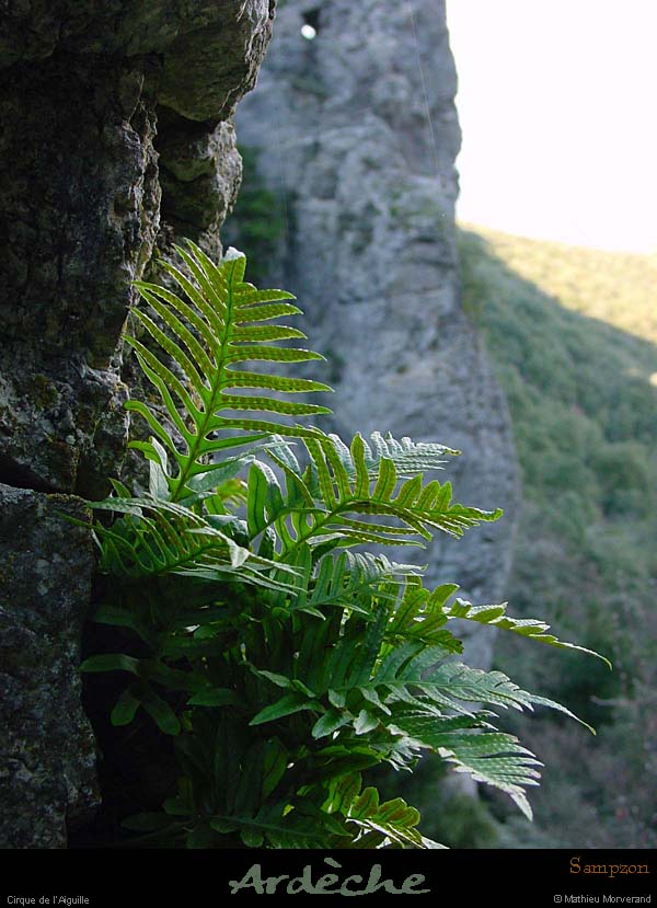 20010204_aiguille_fougereetfalaise