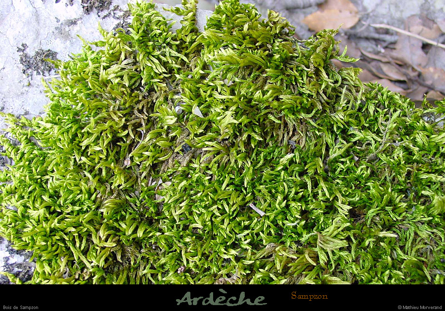 20010429_boisdesampzon_lichensverts