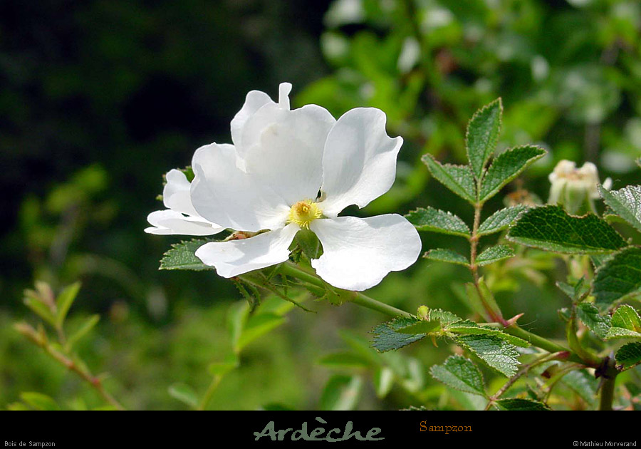 20010605_boisdesampzon_fleur_1