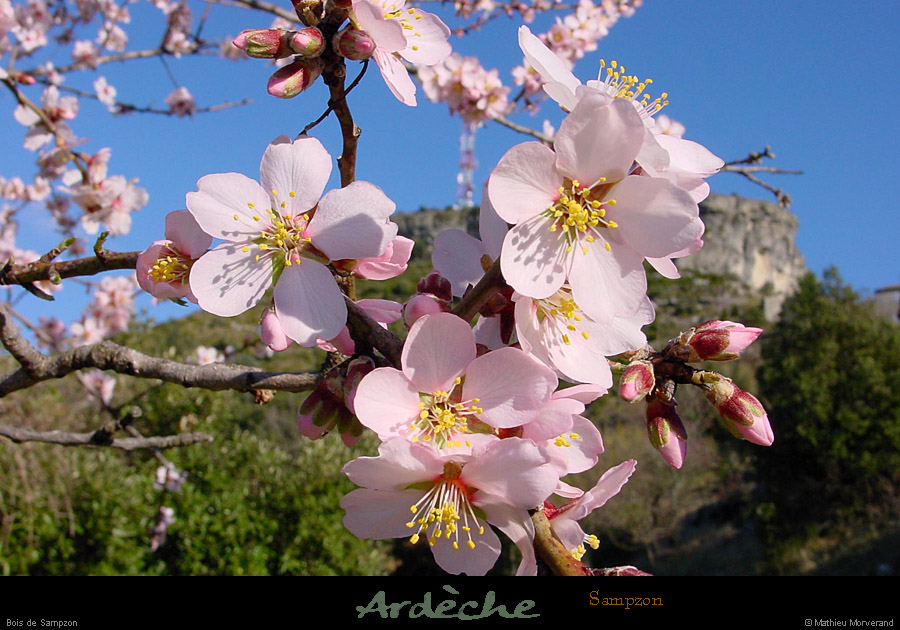 20020303_sampzon_arbreenfleur_2