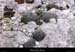 20010429_boisdesampzon_lichensnoirs
