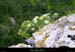 20010429_boisdesampzon_vegetation_10