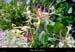 20010605_boisdesampzon_fleur_4