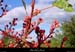 20010831_boisdesampzon_vegetation