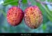 20011021_baumelardiere_fruitssauvages_4