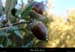 20011209_boisdesampzon_glands