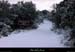 20011214_sampzon_bois_cheminsouslaneige_02