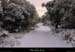 20011214_sampzon_bois_cheminsouslaneige_07