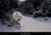 20011214_sampzon_bois_cheminsouslaneige_08
