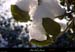 20011214_sampzon_boissouslaneige_06