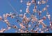 20020303_sampzon_arbreenfleur_8
