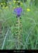 20030501_sampzon_fleurs_12