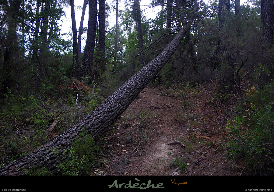 20100716_vagnas_boisdebertrandes3
