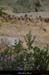 20130526_lagorce_baravon_ruisseau007