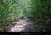 20010503_darboussieres_sentier_1