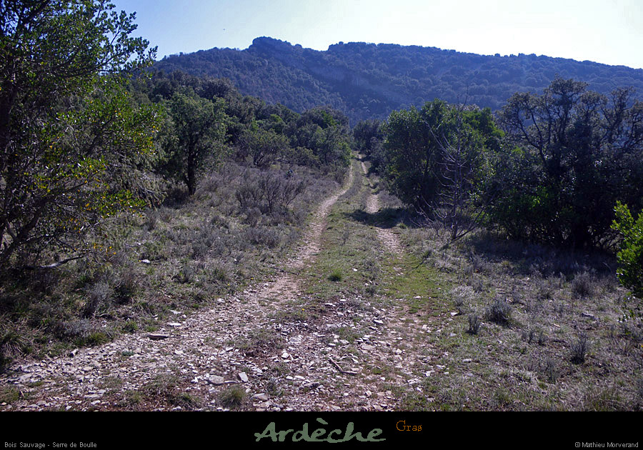 20110320_gras_boissauvage_serredeboulle