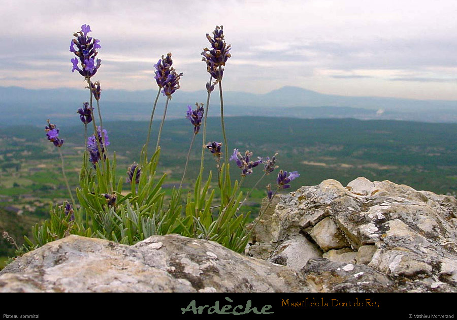 20000713_brindelavandeetventouxdeladentderez